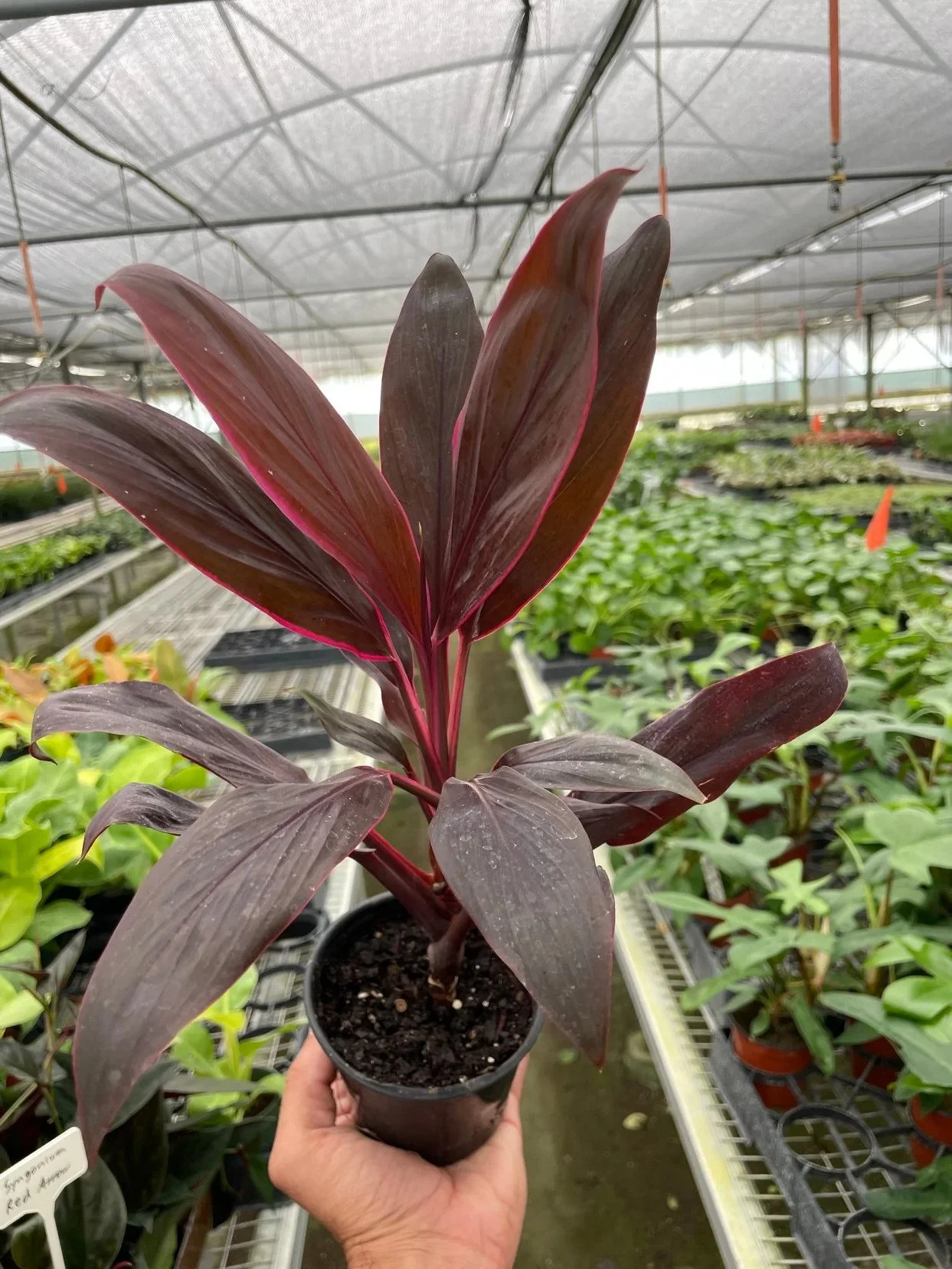 Cordyline 'Calypso Queen' Houseplant — The Zen Succulent | Low